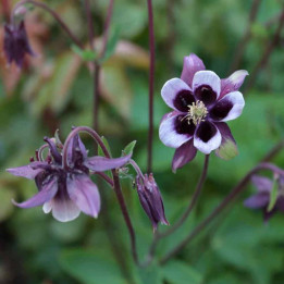 Aquilegia vulgaris William Guiness | Ancolie