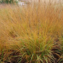 Molinia caerulea Moorflamme | Molinie bleue