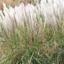 Miscanthus sinensis Kleine Silberspinne