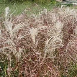 Miscanthus sinensis Flamingo