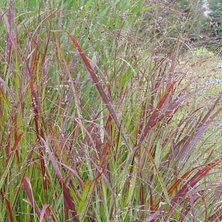 Panicum virgatum Cardinal