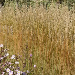 Molinia caerulea Heidebraut - Graminée - Le châtel des vivaces