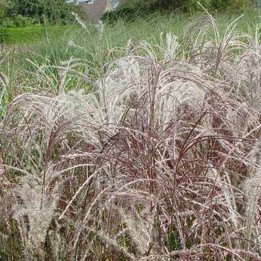 Miscanthus sinensis Kleine Fontaine