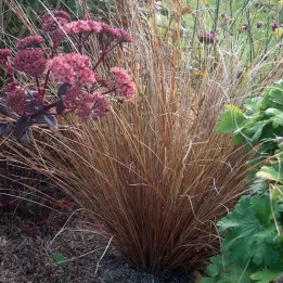 Carex buchananii