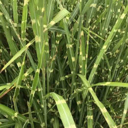 Miscanthus sinensis Zebrinus