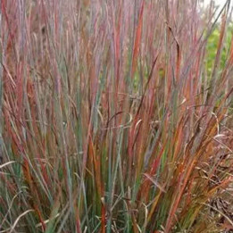 Schizachyrium Standing Ovation