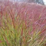 Panicum virgatum Squaw