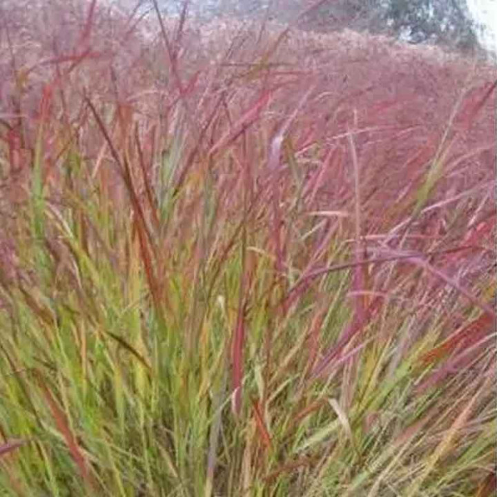 Panicum virgatum Squaw