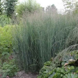 Panicum virgatum Heavy Metal