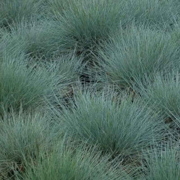 Festuca glauca Elijah blue