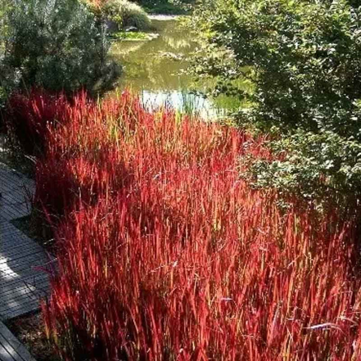 Imperata cylindrica Red Baron
