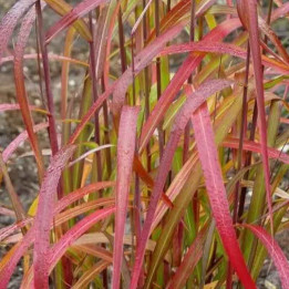 Miscanthus sinensis Navajo