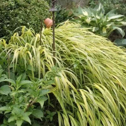 Hakonechloa macra Aureola