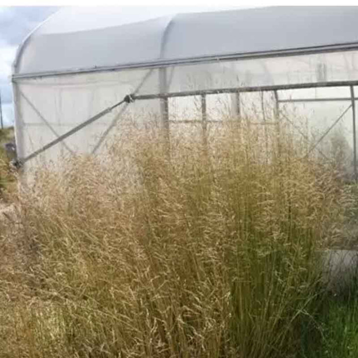 Deschampsia cespitosa Goldschleier