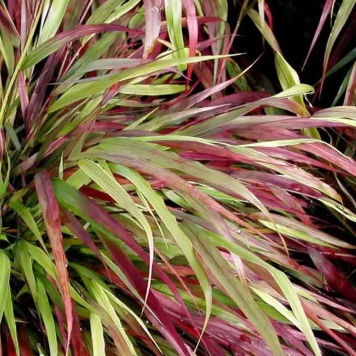 Hakonechloa macra Beni Kaze
