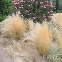 Stipa tenuifolia