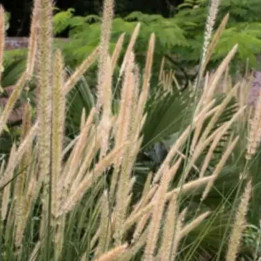 Pennisetum macrourum