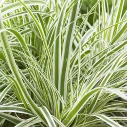 Carex oshimensis Everest