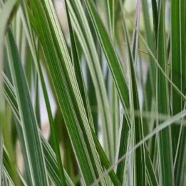 Calamagrostis x acutiflora Overdam