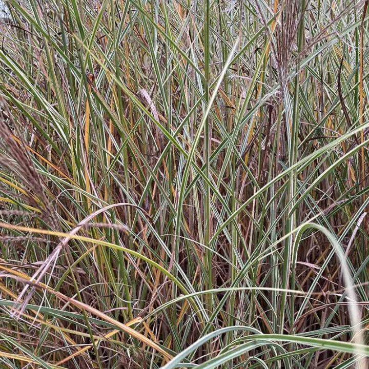 Miscanthus sinensis Morning Light