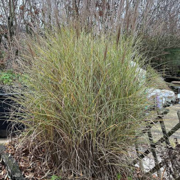 Miscanthus sinensis Morning Light