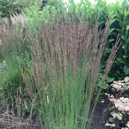 Molinia caerulea Edith Dudszus