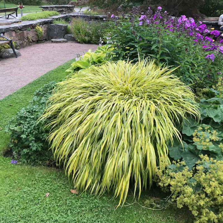 Hakonechloa macra Aureola
