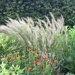 Calamagrostis brachytricha
