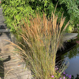 Calamagrostis x acutiflora Karl Foerster