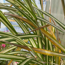Miscanthus sinensis Cabaret
