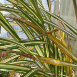 Miscanthus sinensis Cabaret