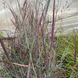 Panicum Purple Breeze