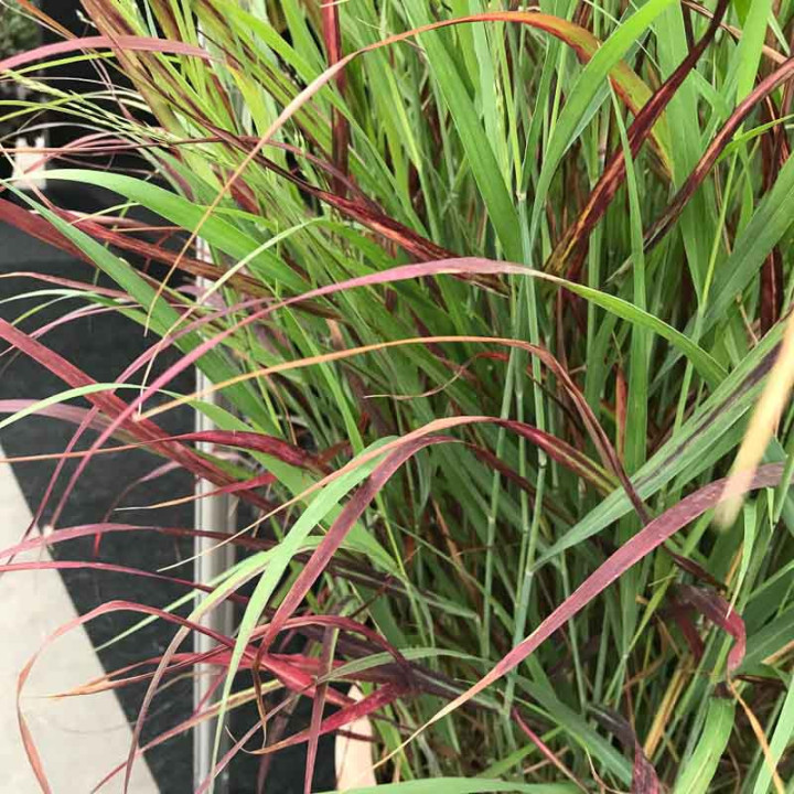 Panicum virgatum Oxblood Autumn