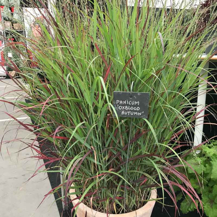 Panicum virgatum Oxblood Autumn