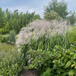 Miscanthus sinensis Grosse Fontane
