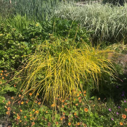 Carex elata Aurea