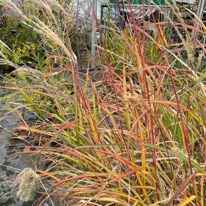 Miscanthus sinensis Samourai