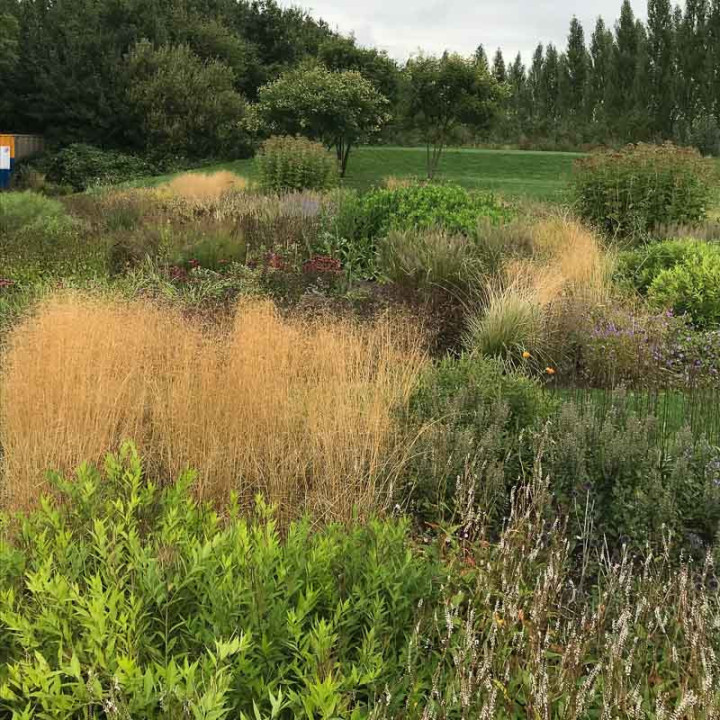 Deschampsia cespitosa Goldschleier - Le chatel des vivaces