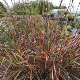 Miscanthus sinensis Dronning Ingrid