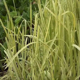 Glyceria maxima variegata