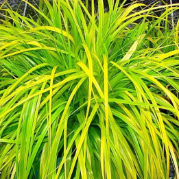 Carex oshimensis Everillo