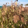 Chasmanthium latifolium