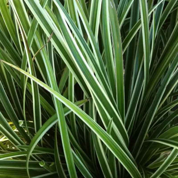 Carex morrowii Ice Dance