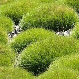 Festuca gautieri