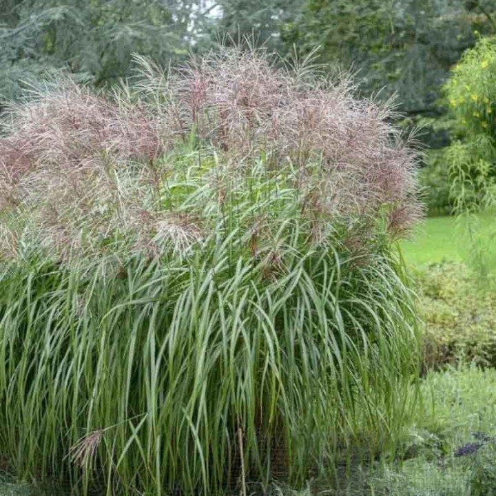 Miscanthus sinensis Malepartus