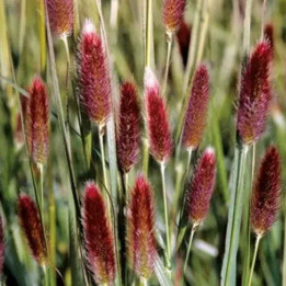 Pennisetum messiacum Red Buttons