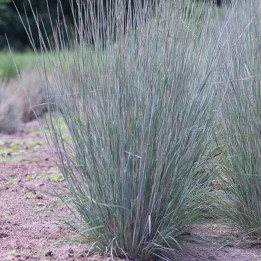 Schizachyrium scoparium Blue Heaven