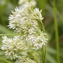 Luzula nivea