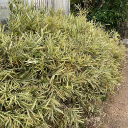 Pleioblastus fortunei Variegata
