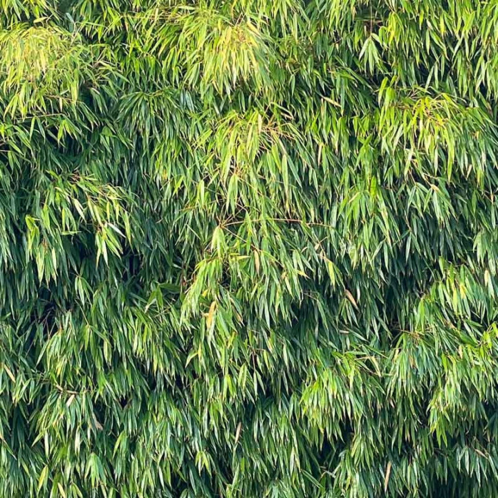 Fargesia rufa feuilles
